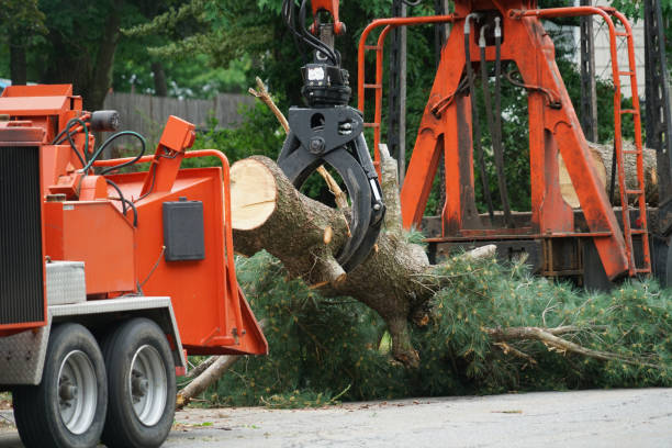 How Our Tree Care Process Works  in  Lakemoor, IL